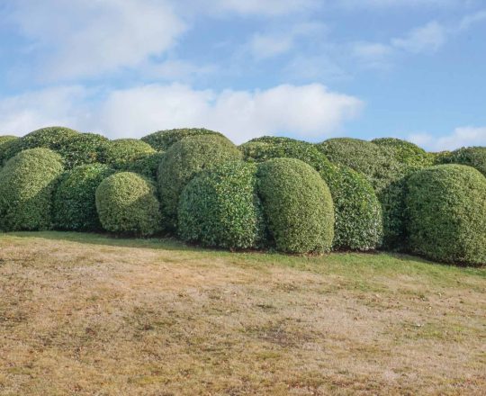 Hedge-Trimming---After-WEB