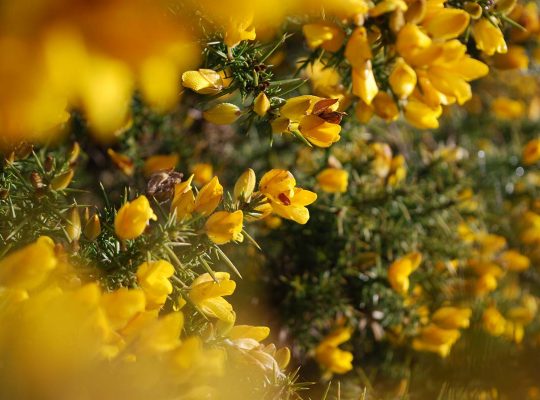 gorse